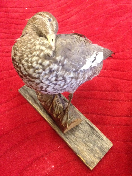 Taxiderm Duck 1 - Prop For Hire