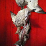 Taxiderm Duck 2 - Prop For Hire