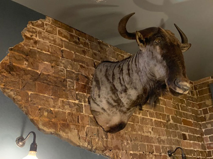 Taxidermy Wildebeest - Prop For Hire