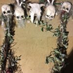 Voodoo Arch - Prop For Hire